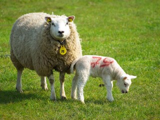 Casa per le vacanze Sint Maartensvlotbrug Ambiente 18