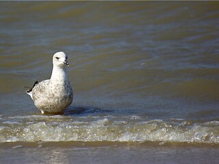 Casa per le vacanze Sint Maartensvlotbrug Ambiente 22