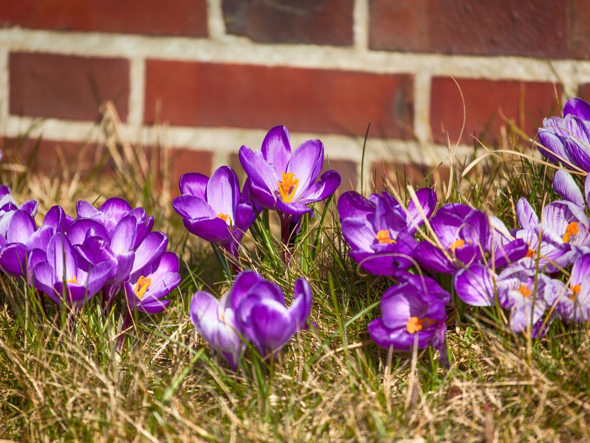 Frühling