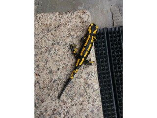 Feuersalamander zu Besuch.