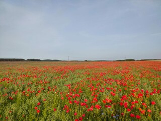 Holiday house Krummin Environment 38