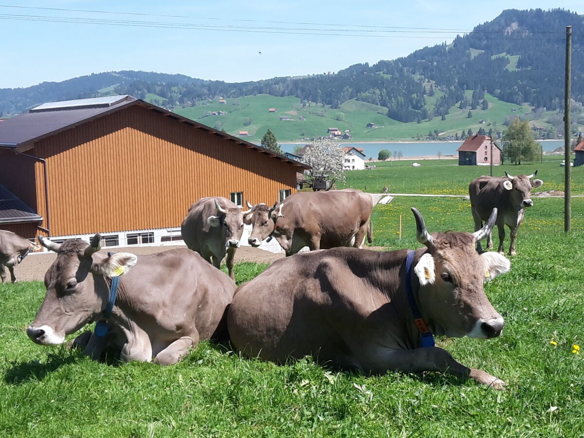 Ferienwohnung Gross Umgebung 20