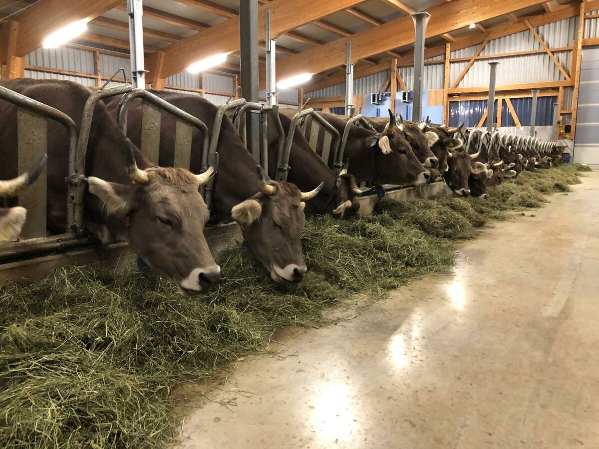 Ferienwohnung Gross Außenaufnahme 4