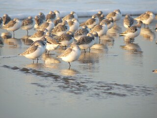Chalet Noordwijk Ambiente 23