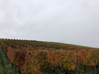 Herbst in den Weinbergen