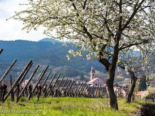 Appartamento per vacanze Riquewihr Ambiente 19