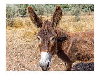 Maison de vacances Costitx Enregistrement extérieur 13