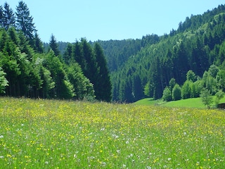 endlich Frühling