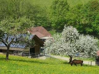 Ferienwohnung Haslach Außenaufnahme 2