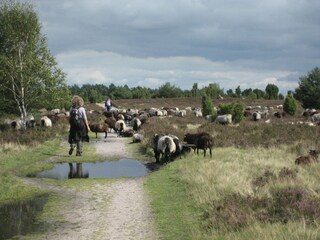 Unterwegs in der Heide