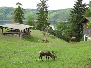 Wildtierpark Edertal/Hemfurth