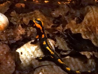 Salamander im Lichtschacht