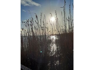 Ferienhaus Born an der Darß Umgebung 19