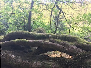 Kleine Naturwunder in der Lüneburger Heide