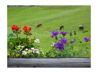Alpine Landschaft