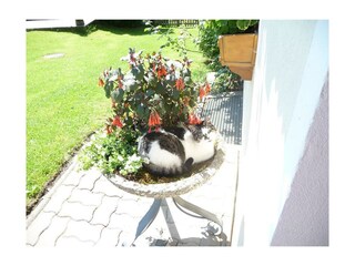 Hier ist der beste Schatten