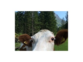 Großaufnahme Kuh