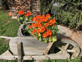 Blumen im Garten