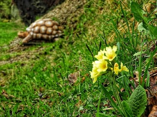 3D Ziel am hauseigenen Bogenparcours