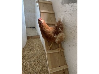 Henriette
