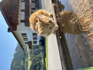 Katze