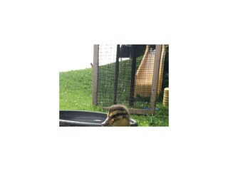 IMG_1984