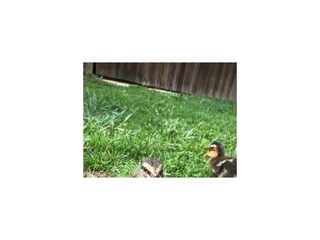 IMG_1985