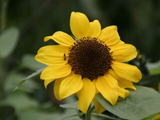 Sommer in Schladming