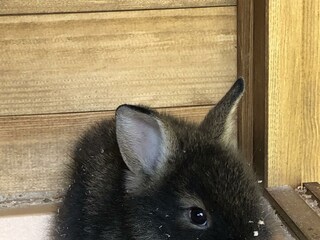 Max unser Kuschelhase