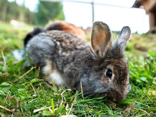 Bucheggerhof_Schladming_Tiere_IMG_8168