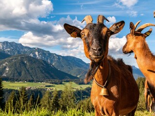Bucheggerhof_Schladming_Tiere_IMG_8009