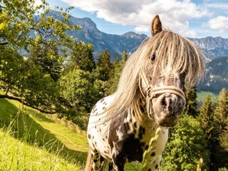Bucheggerhof_Schladming_Tiere_IMG_7883