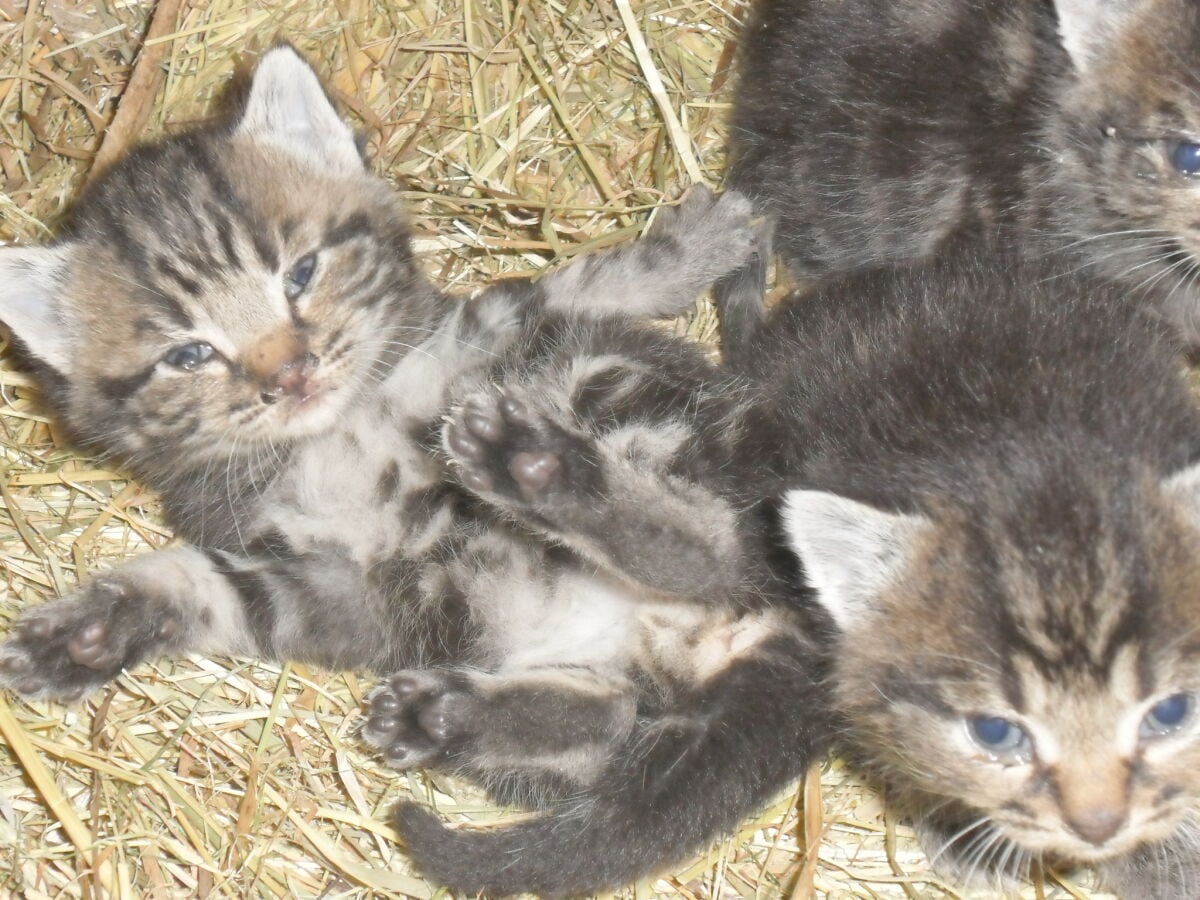 Unsere Schmusekatzen sind keine Stubentiger