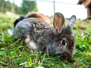 Bucheggerhof_Schladming_Tiere_IMG_8168