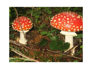 10423742_1434360280157714_1038832325497551303_n