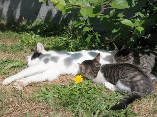 katzen-tiere-heisshof.jpg