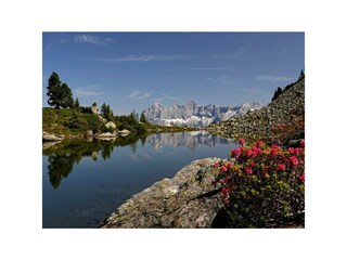 Almrausch_am_Spiegelsee_