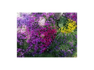 Gartenblumen