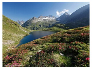 Wandern im Sommer Almrauschblüte