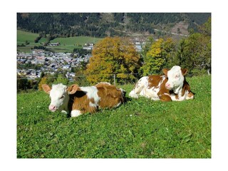 Kälber Spreitzhof 1