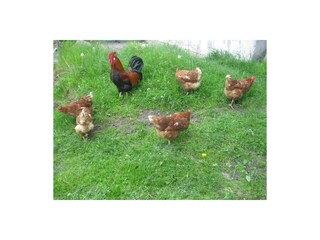 Hahn mit Hennen Spreitzhof