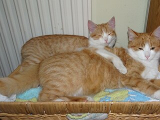 Speedy und Wendy gehören zu Haus und Garten