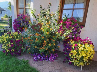 Floridani_Front_Flowers