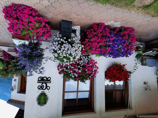 Floridani_Front_Flowers