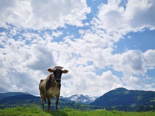 Schneekristall - tierische Begegnungen
