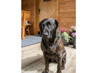 Prenner Alm, Almhütten, Hunde