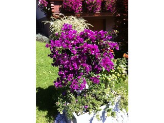 Gästehaus Kübler_Blumenpracht