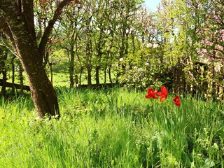 Garden flowers 3U5A7668