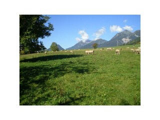 Arnoldhof in Aich_Bauernhof_Schafe auf der Wiese