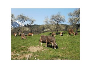 Biohaus Florian - Rinder auf der Weide